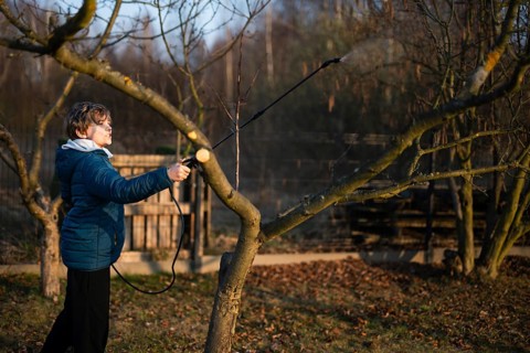 Young gardener spraying fruit tree branches with a manual pump sprayer for pest control and disease