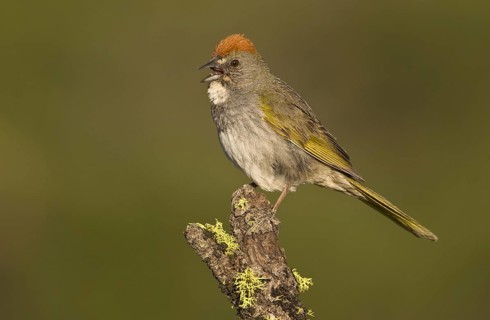 Green-tailed Towhee (Pipilo chlorurus), Oregon, USA