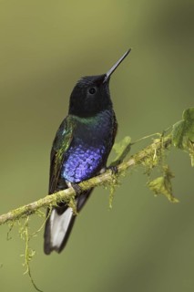 Velvet-purple Coronet (Boissonneaua jardini), Ecuador
