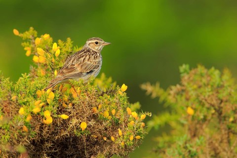 Woodlark (Lullula arborea), Andalusia, Spain