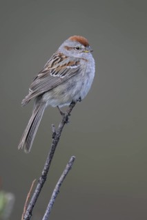 American Tree Sparrow (Spizelloides arborea), Alaska, USA