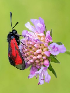 (Zygaena purpuralis), (Zygaena minos), thyme hawk moth, beavernell hawk moth, moth, butterfly,