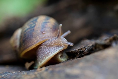 A detailed close-up photograph captures a snail as it explores the textured surface of a forest