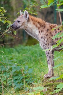 An adult Spotted Hyena (Crocuta crocuta) or Laughing Hyena stands in a meadow behind a bush