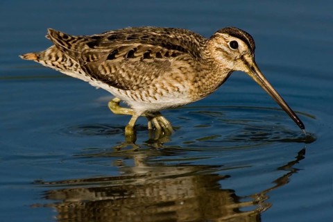 Swinhoe's Snipe (Gallinago megala), Western Australia, Australia