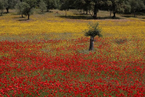 Dehesa with red poppy field and olive tree, yellow flowers, corn poppies, flower meadow, landscape,