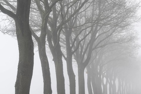 English oaks (Quercus robur) in fog, Emsland, Lower Saxony, Germany
