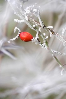 Hoarfrost, Rosehip, Winter, Germany