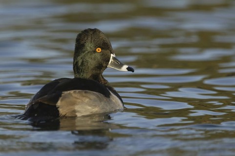 Ring-necked Duck (Aythya collaris) male, Arizona, USA