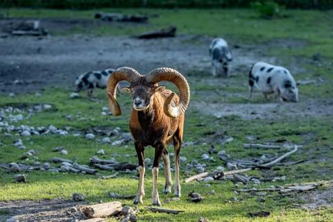 European mouflon (Ovis gmelini musimon), mouflon deer, male with impressively curved horns standing