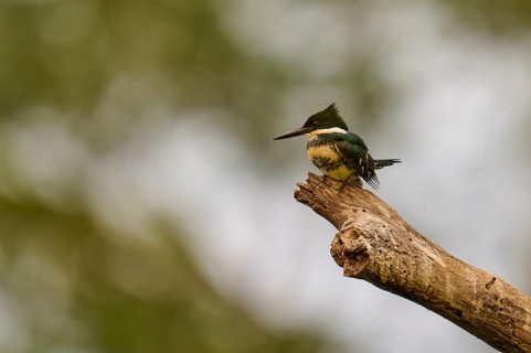 A kingfisher sits on a branch in a natural environment, the scene appears calm and harmonious,