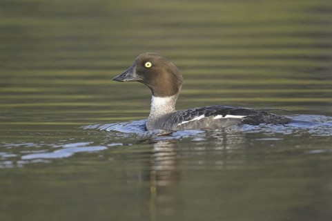 Common Goldeneye (Bucephala clangula) female, Sweden