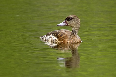 Spotted Whistling Duck (Dendrocygna guttata), Queensland, Australia