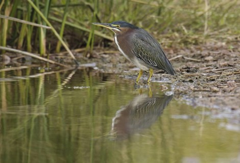 Green Heron (Butorides virescens), Arizona, USA