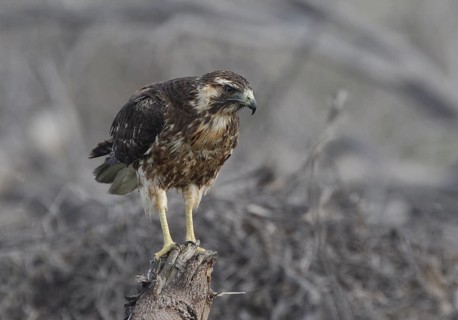 Variable Hawk (Geranoaetus polyosoma) juvenile, Guayas, Ecuador