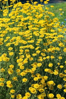Dog chamomile (Anthemis tinctoria),  Switzerland