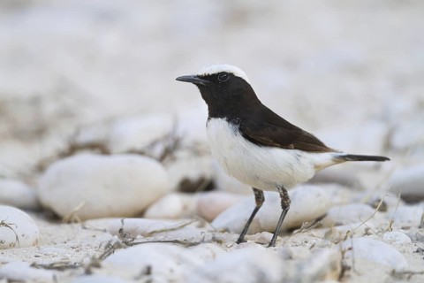 Arabian Wheatear (Oenanthe lugentoides), Oman