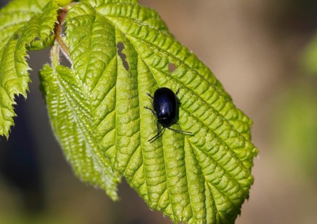 Agelastica alni (Agelastica alni), on leaf, North Rhine-Westphalia, Germany
