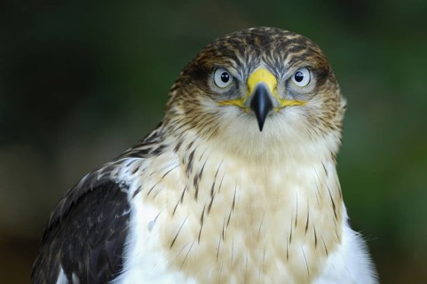 Koenigsbussard (Buteo regalis), Portrait, Jungvogel, captive, Heimat: halbtrockene und trockene