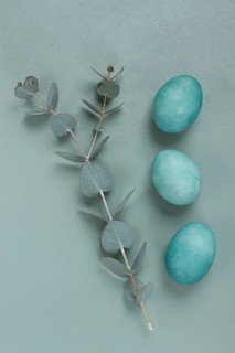 Composition of eucalyptus leaves and turquoise colored eggs, on a gray background, Easter card, top