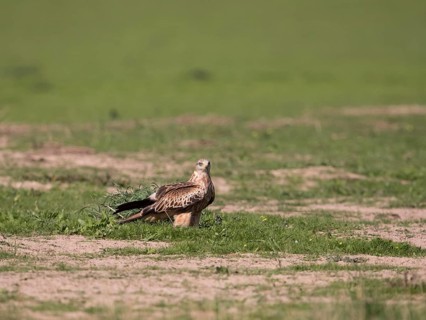 Red kite (Milvus milvus), Extremadura, Castilla La Mancha, Spain