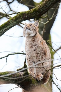 Eurasian lynx (Lynx lynx) sitting on a tree, Bavaria, Germany