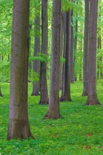 Dense arrangement of beech trees with green leaves, Hainich National Park, Bad Langensalza,