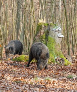 Wild boar, wild boar (Sus scrofa), bucks with young boars foraging in the forest, Germany