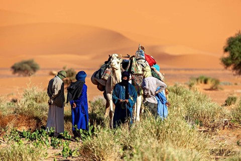 Five people and camels in the desert in front of sand dunes, Tuareg with his camel caravan in the