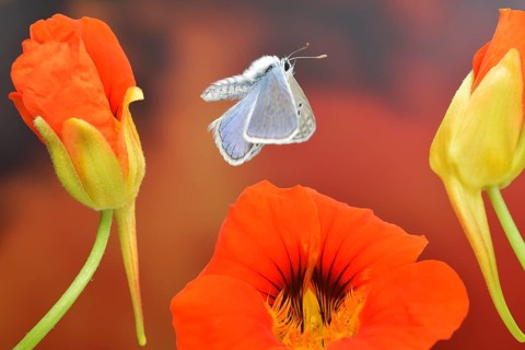 Male blue butterfly (Polyommatus icarus) in flight on the flowers of the Garden nasturtium