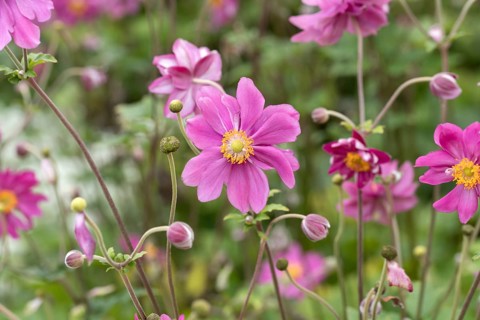 Autumn anemone (Anemone × hybrida 'Pamina'), RHS Garden Bridgewater, Great Britain