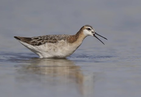 Wilson's Phalarope (Phalaropus tricolor), Montana, USA