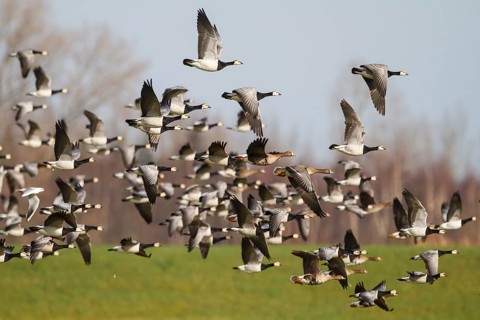 Barnacle Goose & Greater White-fronted Goose (Branta leucopsis & Anser albifrons) flying,