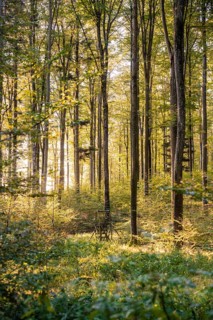 Forest at sunrise, Gechingen, Black Forest, Germany