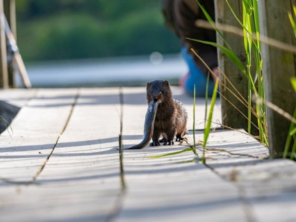 A mink with prey fish in its mouth
