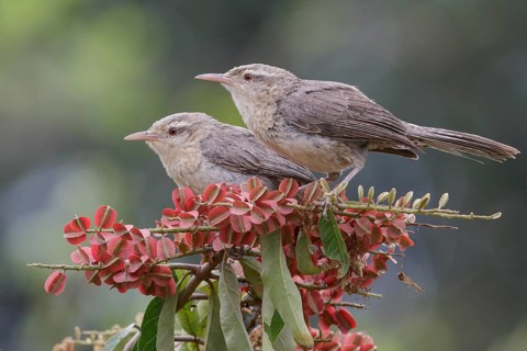 Thrush-like Wren (Campylorhynchus turdinus turdinus) perched on a branch in the Pantanal region of