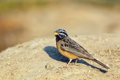 Mountain bunting, (Emberiza tahapis), African bunting species, Ayn Tobroq and Ayn Athum junction,