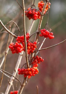 Fruits Guelder rose (Viburnum opulus), in winter, North Rhine-Westphalia, Germany