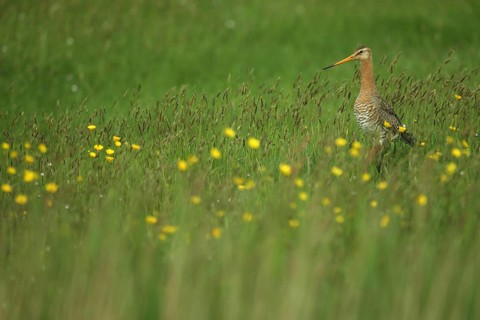 Black-tailed godwit (Limosa limosa) in a yellow flower meadow, Texel, North Holland, Netherlands