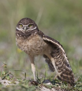 Burrowing Owl (Athene cunicularia), Florida, USA