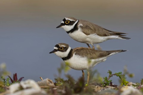Little Ringed Plover (Charadrius dubius) pair mating, Saxony-Anhalt, Germany