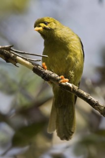Bell Miner (Manorina melanophrys), Queensland, Australia