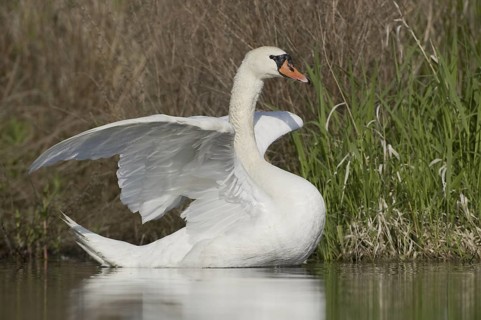 Mute Swan (Cygnus olor), Saxony, Germany