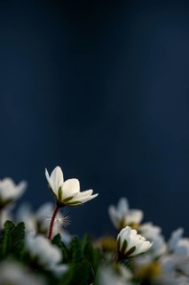 White dryad flower (Dryas octopetala) against a dark background, Lech, Lechquellengebirge,