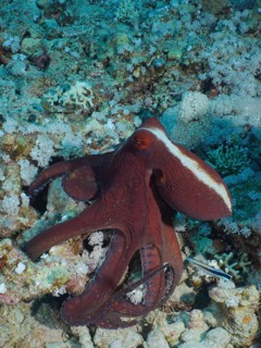 Big blue octopus (Octopus cyaneus Octopus cyanea)