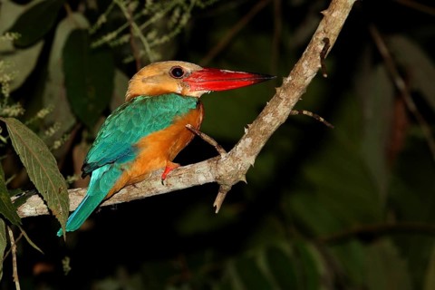 Stork-billed Kingfisher (Pelargopsis capensis), Borneo, Malaysia
