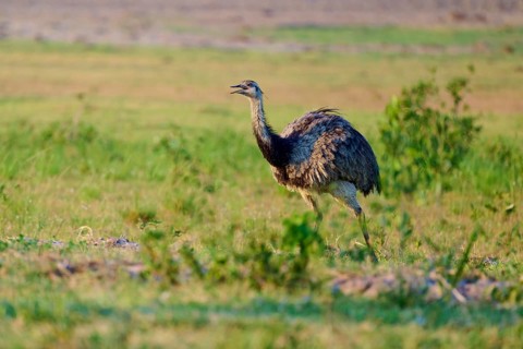 A Nandu walks through a green meadow, surrounded by natural vegetation, Nandu (Rhea americana),