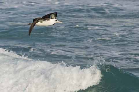 Laysan Albatross (Phoebastria immutabilis), Hawaii, USA