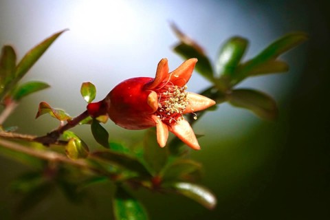 Pomegranate, small tree, May, Germany