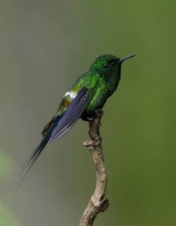 Green Thorntail (Discosura conversii) male perched on a branch, Pichincha, Ecuador